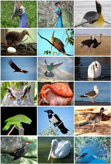 http://upload.wikimedia.org/wikipedia/commons/d/d2/Bird_Diversity_2011.png?uselang=ru