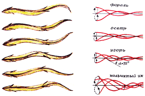 Кинограмма движения тела угря. Колебания тел рыб